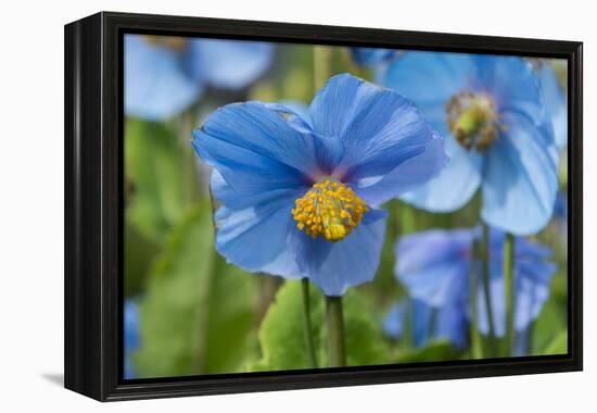 Iceland, Akureyri. Blue Poppies in the Botanical Garden Lystigaardur-Cindy Miller Hopkins-Framed Premier Image Canvas