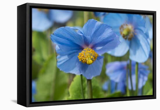 Iceland, Akureyri. Blue Poppies in the Botanical Garden Lystigaardur-Cindy Miller Hopkins-Framed Premier Image Canvas