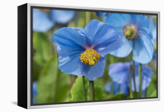 Iceland, Akureyri. Blue Poppies in the Botanical Garden Lystigaardur-Cindy Miller Hopkins-Framed Premier Image Canvas