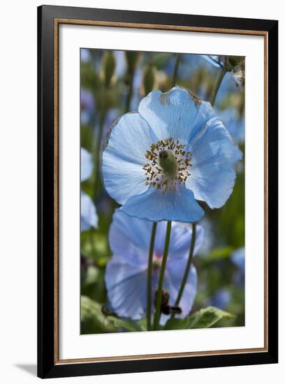 Iceland, Akureyri. Blue Poppies in the Botanical Garden Lystigaardur-Cindy Miller Hopkins-Framed Photographic Print