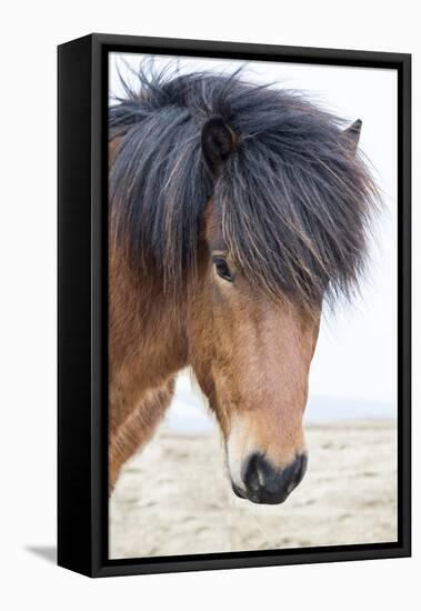 Iceland, Akureyri. Icelandic horse portrait.-Ellen Goff-Framed Premier Image Canvas