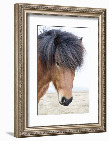 Iceland, Akureyri. Icelandic horse portrait.-Ellen Goff-Framed Photographic Print