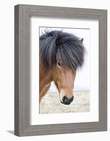 Iceland, Akureyri. Icelandic horse portrait.-Ellen Goff-Framed Photographic Print