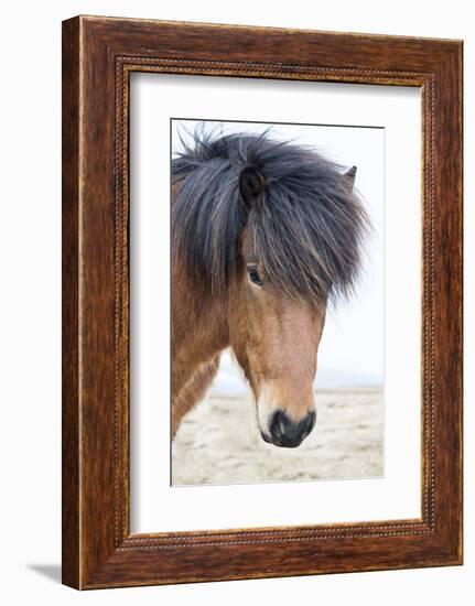 Iceland, Akureyri. Icelandic horse portrait.-Ellen Goff-Framed Photographic Print