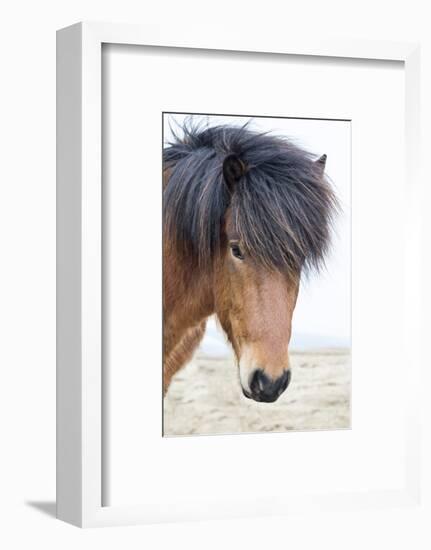 Iceland, Akureyri. Icelandic horse portrait.-Ellen Goff-Framed Photographic Print