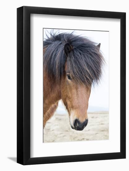 Iceland, Akureyri. Icelandic horse portrait.-Ellen Goff-Framed Photographic Print