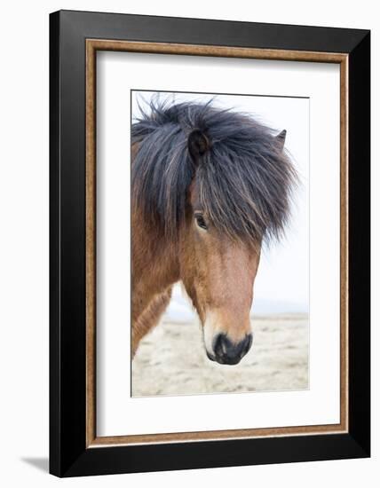 Iceland, Akureyri. Icelandic horse portrait.-Ellen Goff-Framed Photographic Print