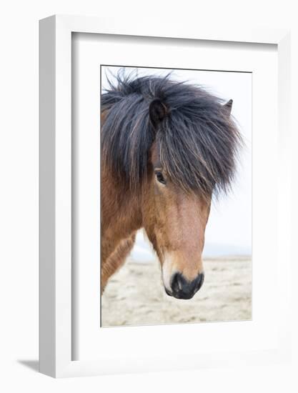 Iceland, Akureyri. Icelandic horse portrait.-Ellen Goff-Framed Photographic Print