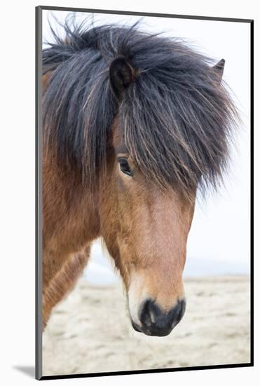 Iceland, Akureyri. Icelandic horse portrait.-Ellen Goff-Mounted Photographic Print