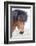 Iceland, Akureyri. Icelandic horse portrait.-Ellen Goff-Framed Photographic Print