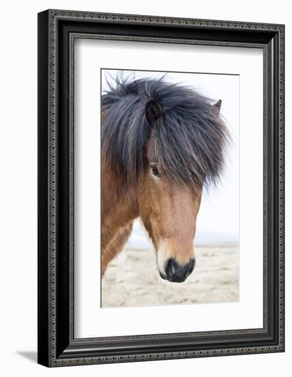 Iceland, Akureyri. Icelandic horse portrait.-Ellen Goff-Framed Photographic Print