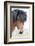 Iceland, Akureyri. Icelandic horse portrait.-Ellen Goff-Framed Photographic Print