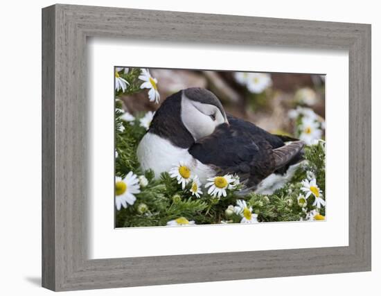 Iceland, Breidavik, Puffin Nesting Among the Daisies-Hollice Looney-Framed Photographic Print