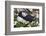 Iceland, Breidavik, Puffin Nesting Among the Daisies-Hollice Looney-Framed Photographic Print