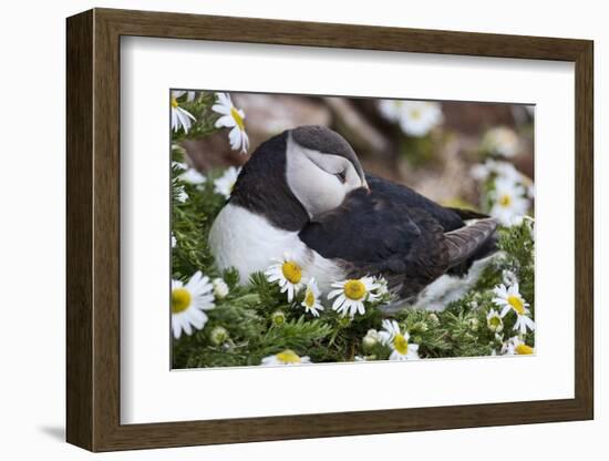 Iceland, Breidavik, Puffin Nesting Among the Daisies-Hollice Looney-Framed Photographic Print