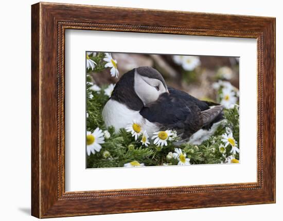 Iceland, Breidavik, Puffin Nesting Among the Daisies-Hollice Looney-Framed Photographic Print