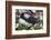 Iceland, Breidavik, Puffin Nesting Among the Daisies-Hollice Looney-Framed Photographic Print