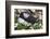 Iceland, Breidavik, Puffin Nesting Among the Daisies-Hollice Looney-Framed Photographic Print