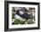 Iceland, Breidavik, Puffin Nesting Among the Daisies-Hollice Looney-Framed Photographic Print