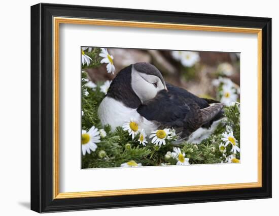 Iceland, Breidavik, Puffin Nesting Among the Daisies-Hollice Looney-Framed Photographic Print