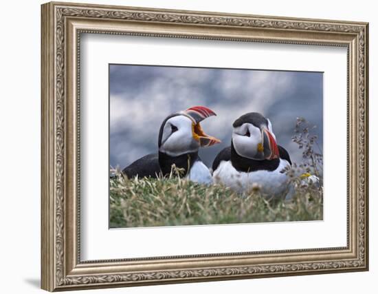 Iceland, Breidavik, Puffins-Hollice Looney-Framed Photographic Print