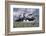 Iceland, Breidavik, Puffins-Hollice Looney-Framed Photographic Print