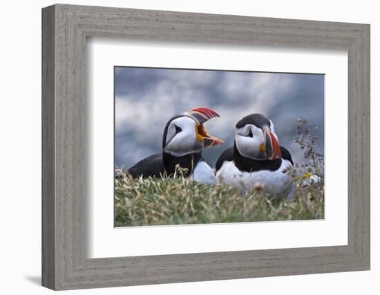 Iceland, Breidavik, Puffins-Hollice Looney-Framed Photographic Print