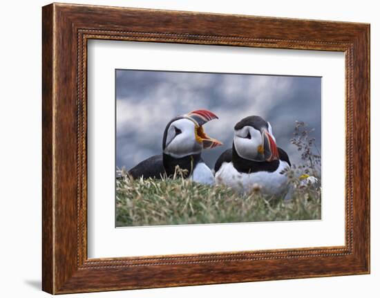 Iceland, Breidavik, Puffins-Hollice Looney-Framed Photographic Print