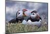 Iceland, Breidavik, Puffins-Hollice Looney-Mounted Photographic Print