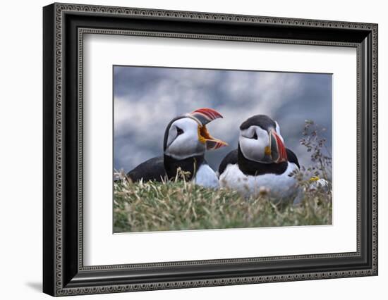 Iceland, Breidavik, Puffins-Hollice Looney-Framed Photographic Print