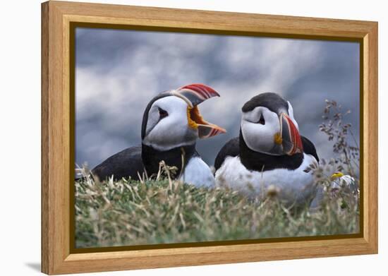 Iceland, Breidavik, Puffins-Hollice Looney-Framed Premier Image Canvas