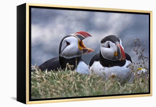 Iceland, Breidavik, Puffins-Hollice Looney-Framed Premier Image Canvas