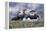 Iceland, Breidavik, Puffins-Hollice Looney-Framed Premier Image Canvas