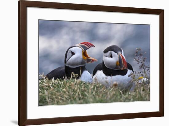 Iceland, Breidavik, Puffins-Hollice Looney-Framed Premium Photographic Print