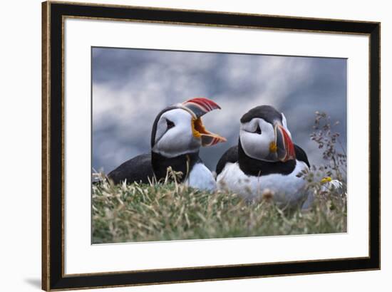 Iceland, Breidavik, Puffins-Hollice Looney-Framed Premium Photographic Print