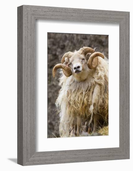 Iceland. Close-up of Icelandic sheep.-Jaynes Gallery-Framed Photographic Print