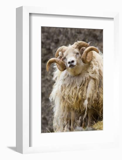 Iceland. Close-up of Icelandic sheep.-Jaynes Gallery-Framed Photographic Print