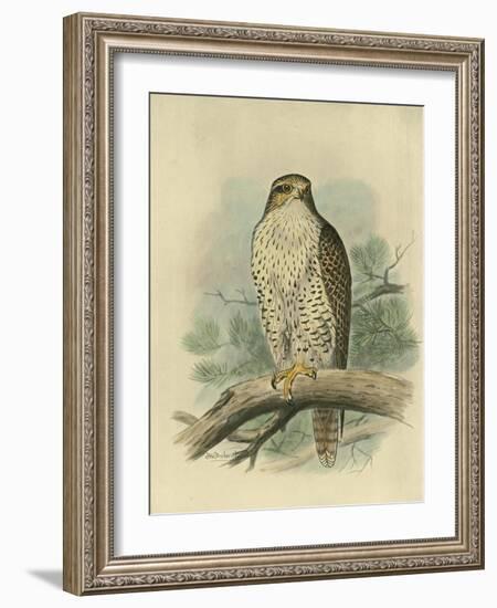 Iceland Falcon-F. w. Frohawk-Framed Art Print