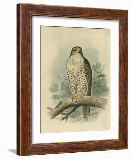 Iceland Falcon-F. w. Frohawk-Framed Art Print