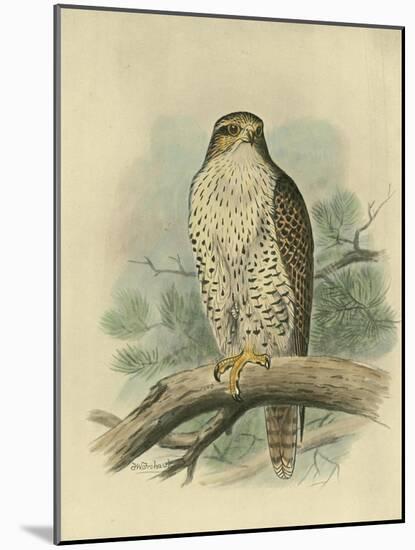 Iceland Falcon-F. w. Frohawk-Mounted Art Print