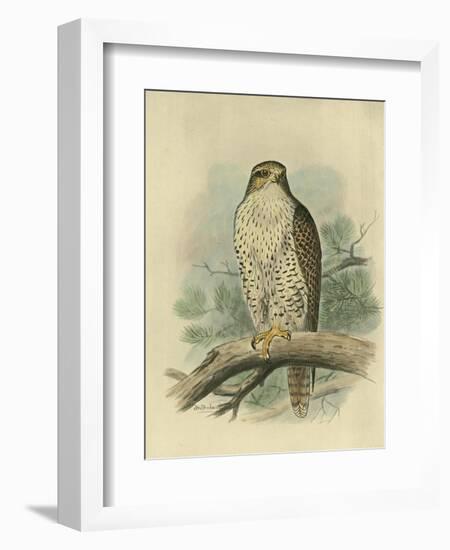 Iceland Falcon-F. w. Frohawk-Framed Art Print