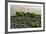 Iceland, Gardskagi, Coast, Moss-Covered Stones-Catharina Lux-Framed Photographic Print