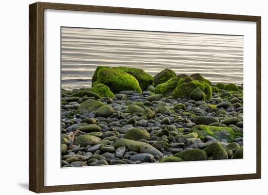 Iceland, Gardskagi, Coast, Moss-Covered Stones-Catharina Lux-Framed Photographic Print