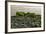 Iceland, Gardskagi, Coast, Moss-Covered Stones-Catharina Lux-Framed Photographic Print