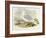 Iceland Gull (Larus Glaucoides)-John Gould-Framed Giclee Print