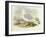 Iceland Gull (Larus Glaucoides)-John Gould-Framed Giclee Print