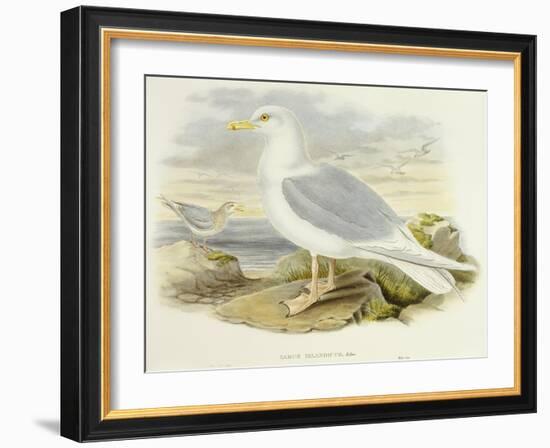 Iceland Gull (Larus Glaucoides)-John Gould-Framed Giclee Print