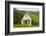 Iceland. Hofskirkja Yellow Church Turf Grass in Town of Hof in South Iceland-Bill Bachmann-Framed Photographic Print
