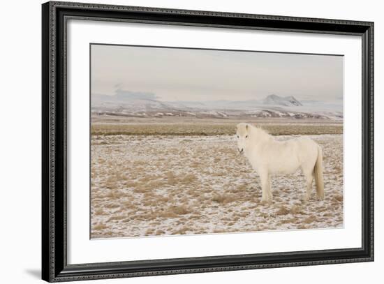 Iceland Horse, Near Hvollsvšllur, South Iceland, Iceland-Rainer Mirau-Framed Photographic Print