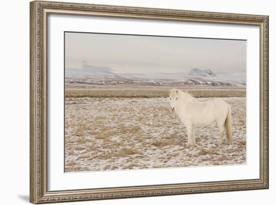 Iceland Horse, Near Hvollsvšllur, South Iceland, Iceland-Rainer Mirau-Framed Photographic Print